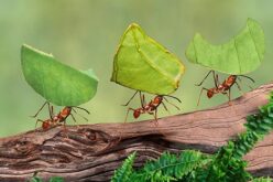 Curso de Aplicação de agrotóxicos – manejo de formigas cortadeiras